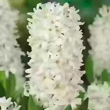 White Pearl
